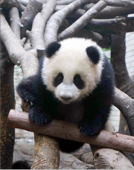 超萌“圓仔”變“搖錢樹” 帶動臺灣5億商機