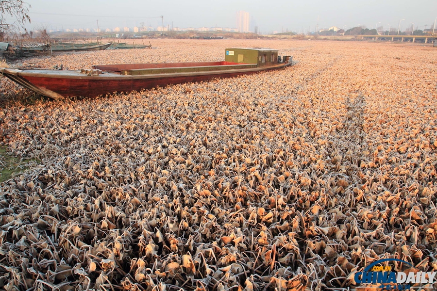 水葫蘆殘體飄蕩浙江紹興市區河道