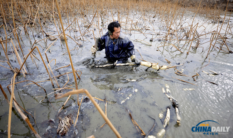 圖片故事：黃河灘上挖藕工