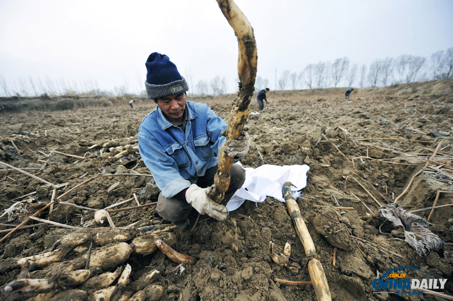 圖片故事：黃河灘上挖藕工