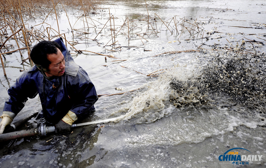 圖片故事：黃河灘上挖藕工