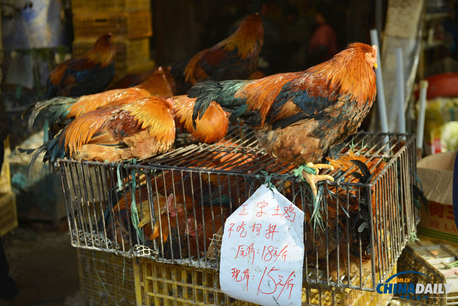 杭州主城區1月24日零時起暫停活禽交易