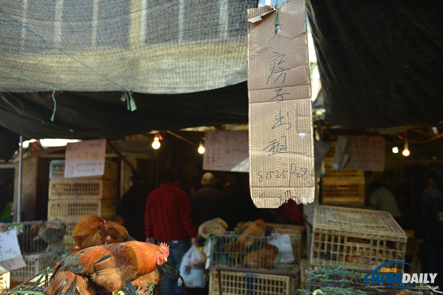 杭州主城區1月24日零時起暫停活禽交易