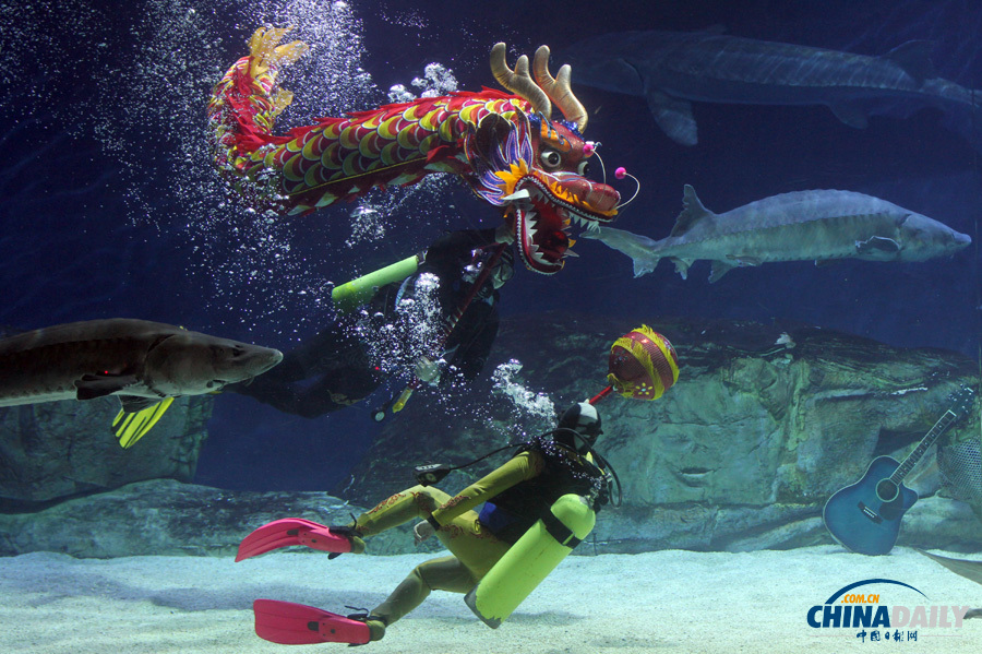 北京海洋館潛水員“水下舞龍”迎新春