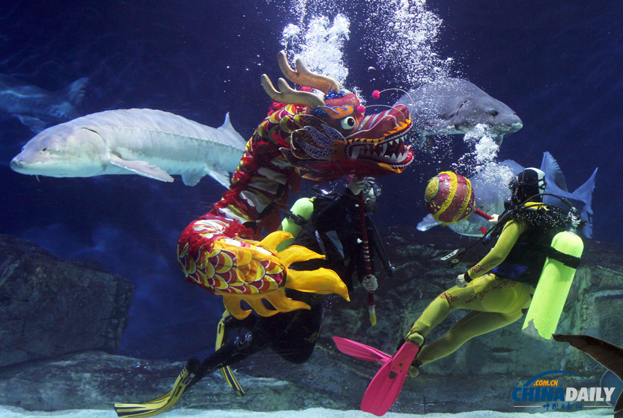 北京海洋館潛水員“水下舞龍”迎新春