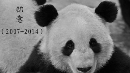 還原大熊貓錦意病亡前一小時(shí)：人工呼吸沒(méi)能救回