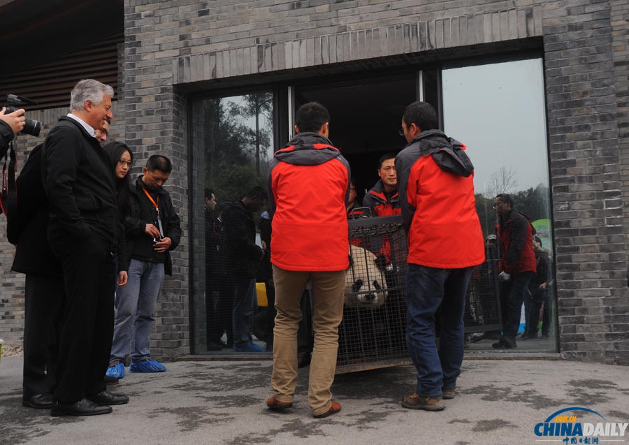 大熊貓“星徽”、“好好”啟程赴比利時定居