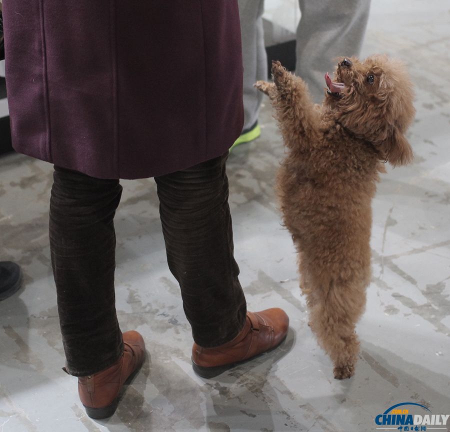 第三屆上海犬博會(huì)上萌寵齊聚