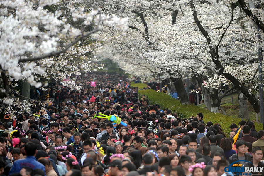 湖北武漢：武大櫻花開 校園成公園