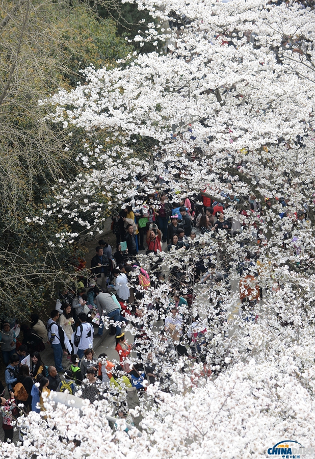 湖北武漢：武大櫻花開 校園成公園