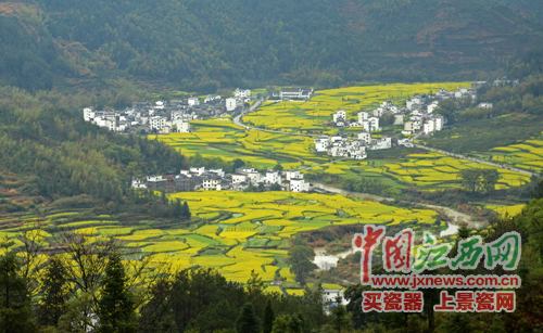 全國網媒記者逛婺源江嶺 邂逅花田喜事贊“天上人間”