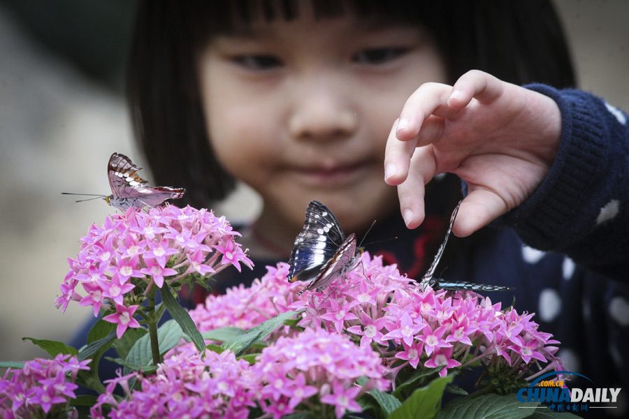 煙臺舉辦活體蝴蝶展 市民感觸春天色彩
