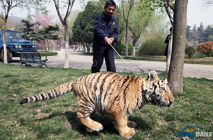 江蘇徐州：飼養員牽6個月大老虎公園里遛彎