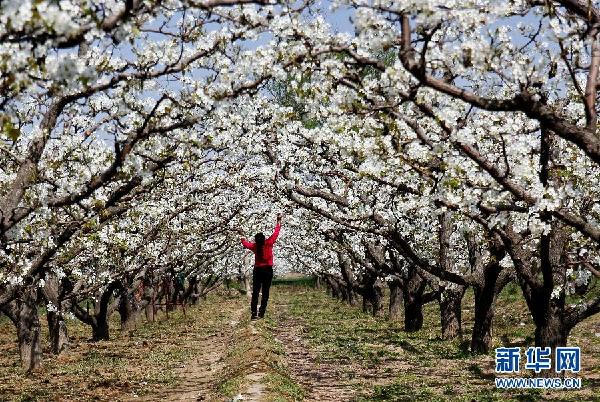 “鴨梨之鄉”果農授粉忙