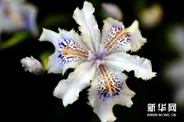 蝴蝶花開俏長沙