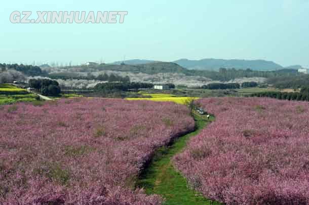 陽春三月 清鎮多彩花海醉游客
