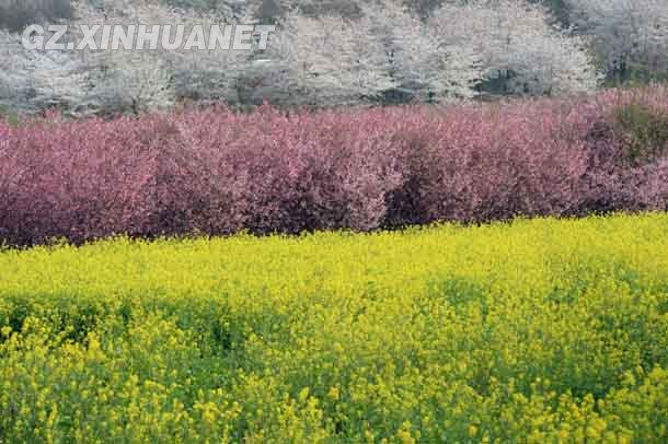 陽春三月 清鎮多彩花海醉游客