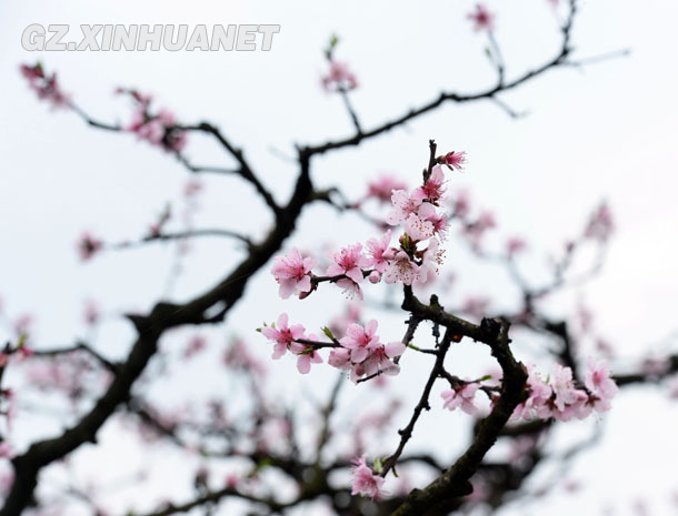 陽春三月 清鎮多彩花海醉游客