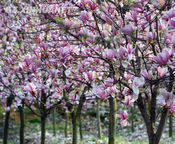 陽春三月 清鎮(zhèn)多彩花海醉游客