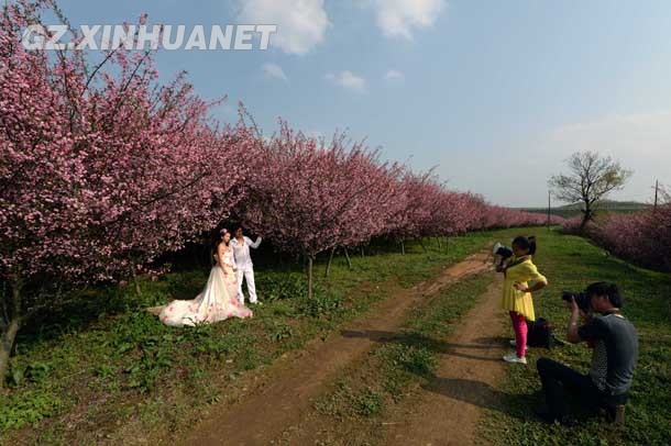 陽春三月 清鎮(zhèn)多彩花海醉游客