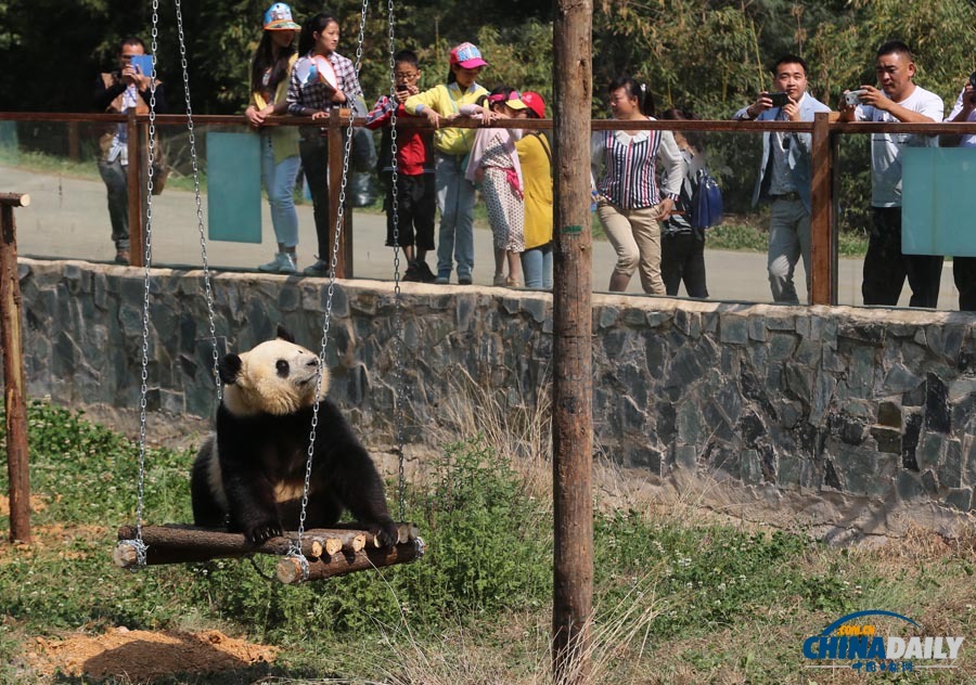 云南唯一大熊貓情緒低落 動物園想盡辦法為其找樂