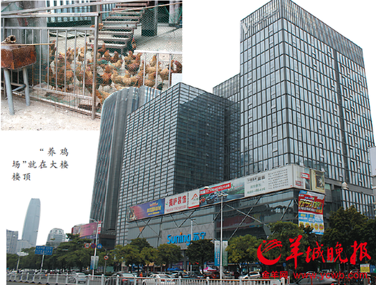 寫字樓頂養(yǎng)雞白領(lǐng)抱怨 物業(yè):自己養(yǎng)的較放心