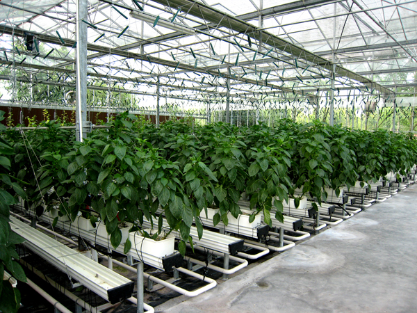 專家警示：重慶每日浪費溫泉資源已達數萬噸