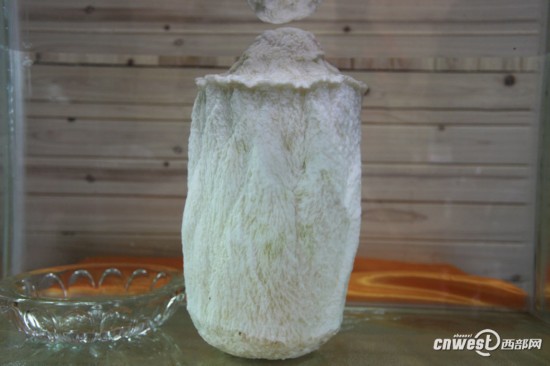 重慶城口頻現千年“神物”：銀白太歲、千年杜鵑王 圖