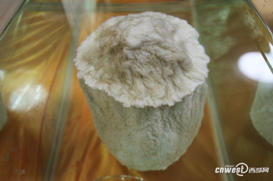 重慶城口頻現千年“神物”：銀白太歲、千年杜鵑王 圖