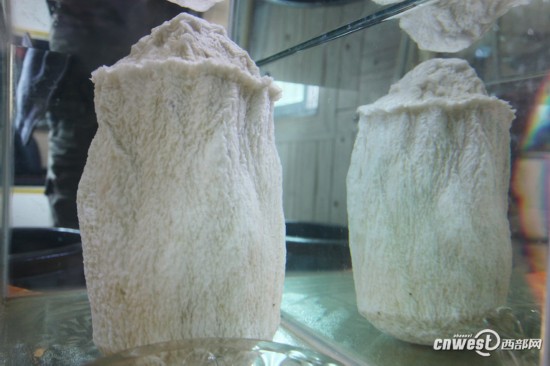 重慶城口頻現(xiàn)千年“神物”：銀白太歲、千年杜鵑王 圖