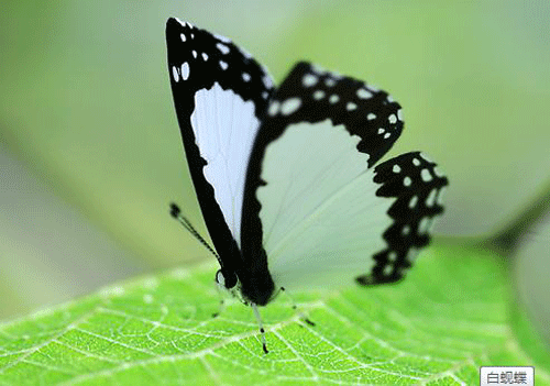 泰寧峨嵋峰發現珍稀昆蟲 為全省首次發現
