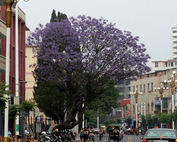 德化南洋楹紫花給瓷都增添神秘色彩