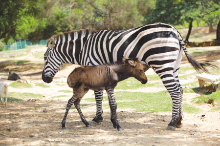 斑馬愛(ài)上驢 全國(guó)首只斑驢寶寶昨廈門(mén)誕生(圖)