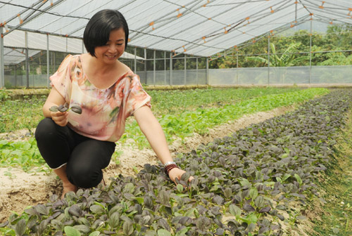 紫色上海青——“紫妃”在同安試種成功