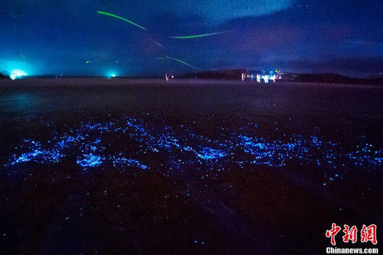 福建平潭現藍眼淚奇觀 絢麗如置身阿凡達