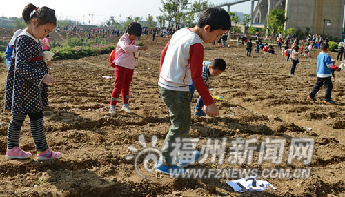 180個家庭種4千平方米油菜花　南江濱春節現花海