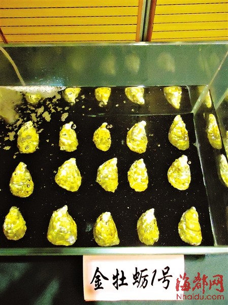 它是牡蠣中的“土豪金” 福建研發出“金牡蠣1號”