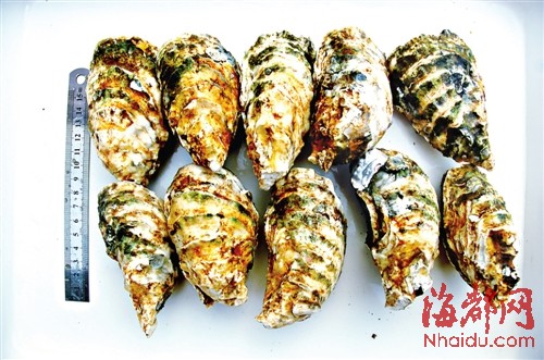 它是牡蠣中的“土豪金” 福建研發出“金牡蠣1號”