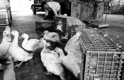 防控人感染H7N9禽流感 福建暫停調運外省活禽入閩