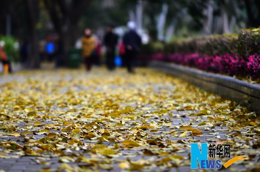 福州試點“落葉不掃” 打造城市浪漫景觀