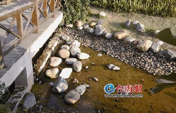 廈門一小區水池驚現娃娃魚 可能是人為放養的