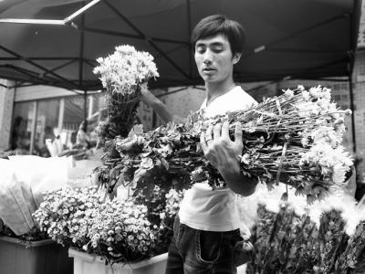 菊花銷(xiāo)售迎來(lái)高峰 清明節(jié)當(dāng)天菊花價(jià)格或翻番