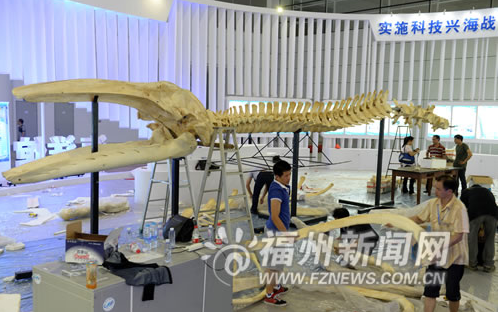 “6·18”展館精彩看點揭秘 平潭灰鯨標本首亮相榕