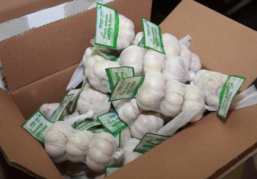 長壽之鄉大蒜成廣州亞運會專供