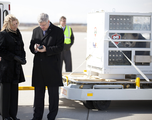 “聯(lián)邦熊貓快遞號(hào)”已安全抵達(dá)加拿大多倫多，“大毛”和“二順”已送至加拿大動(dòng)物園