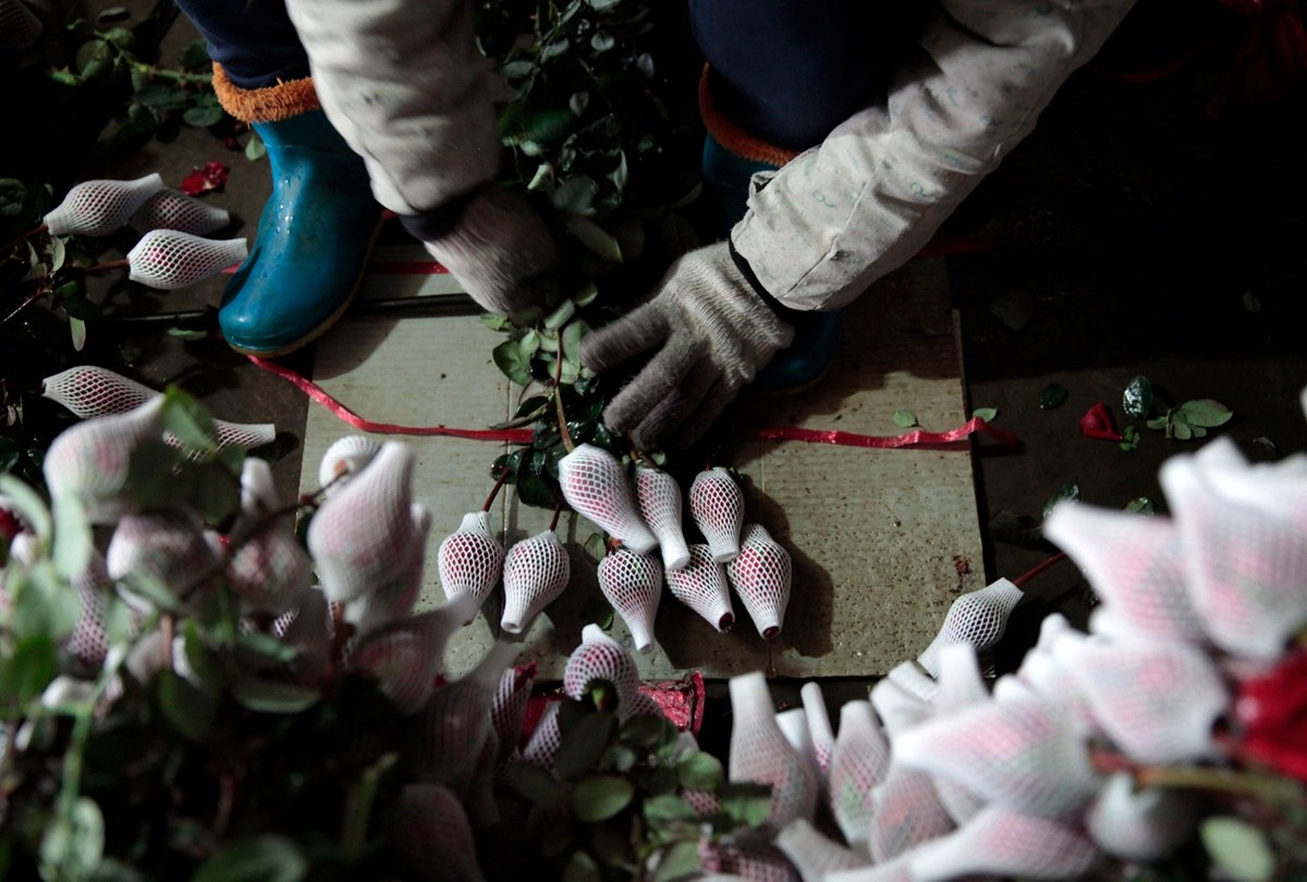 廣東玫瑰花遭遇暖冬價格暴跌