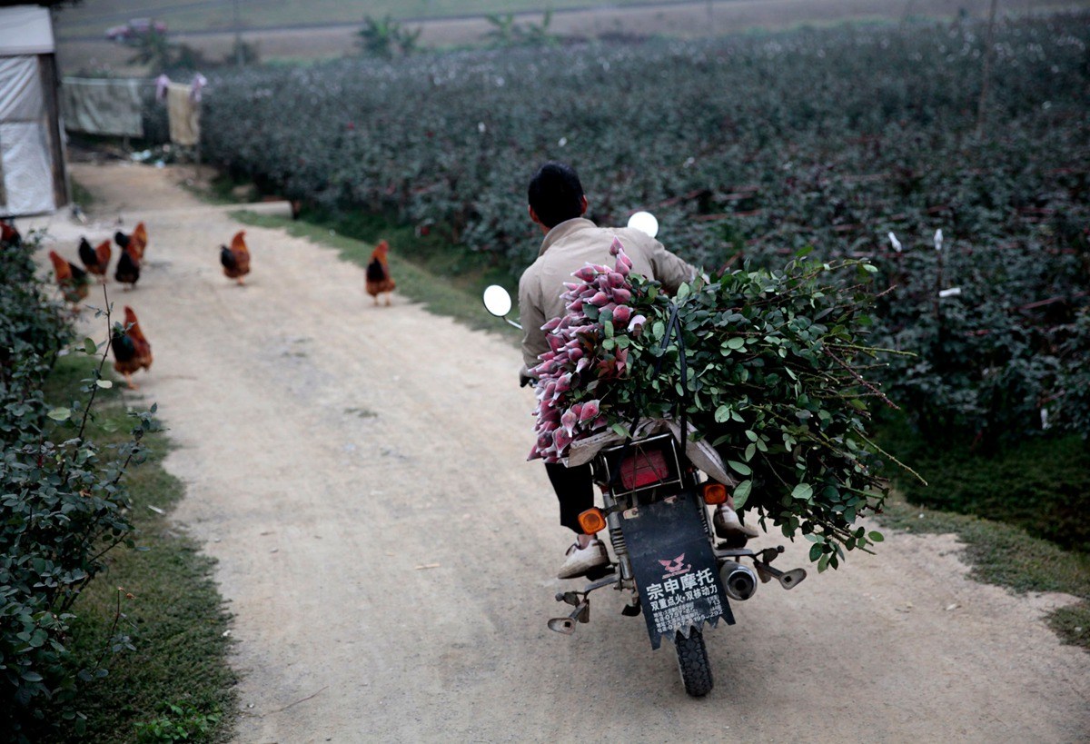廣東玫瑰花遭遇暖冬價格暴跌