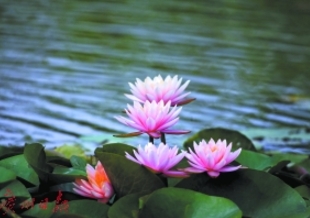 五月鮮花開(kāi) 賞花又當(dāng)時(shí)