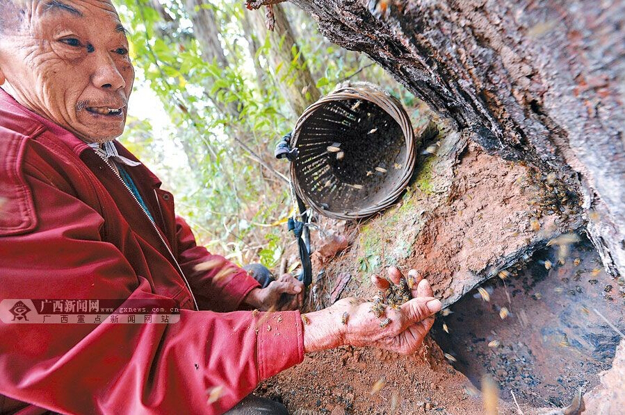 五十一載“蜂情”“野蜂王”的半世“蜂情”