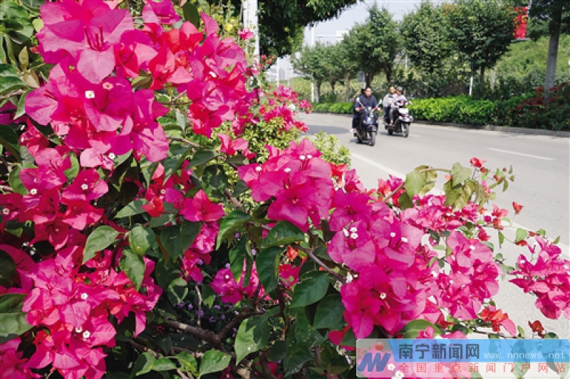 南寧將種植鮮花五百萬株 覆蓋重要區(qū)域和精品道路